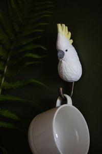 WG4539_Hook_Sulfur-crestedCockatoo_Lifestyle (8)-medium